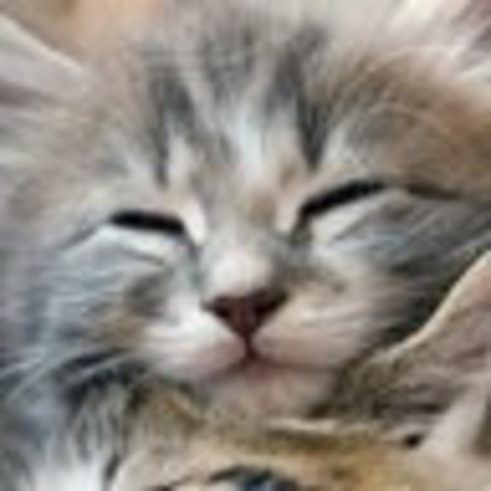 Meet your Posher, Susan